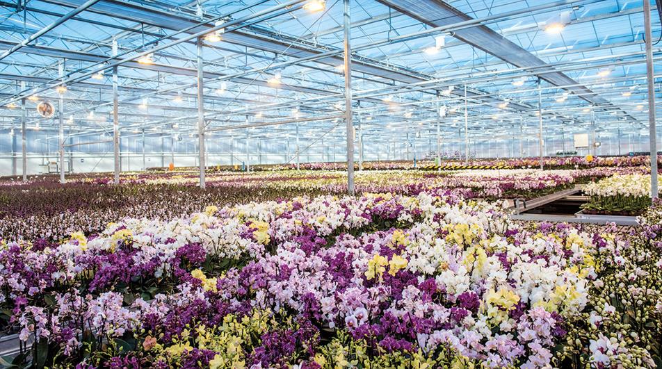 Flowers growing in Double H Nurseries glasshouse
